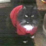 Lost cat in Grand Rapids, MI, 49506