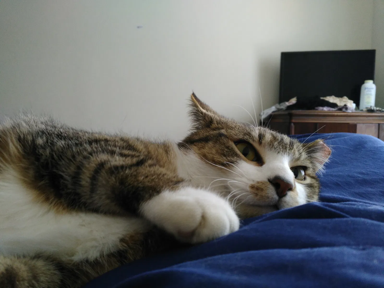 Lost cat in Milwaukee, WI, 53226