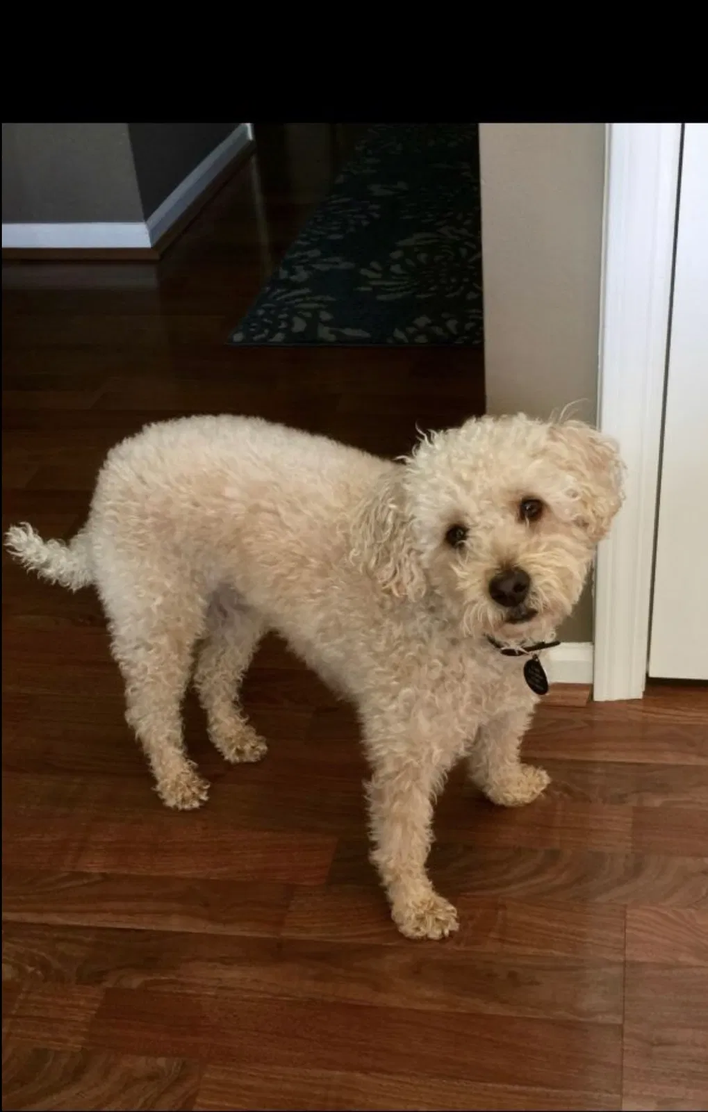 Lost dog in Macomb, MI, 48044
