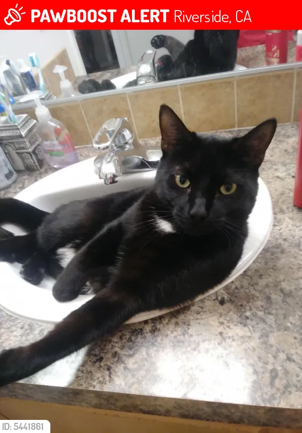 Lost cat in Riverside, CA, 92509