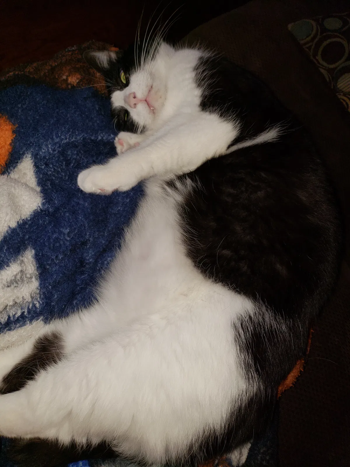 Lost cat in Hope Mills, NC, 28348