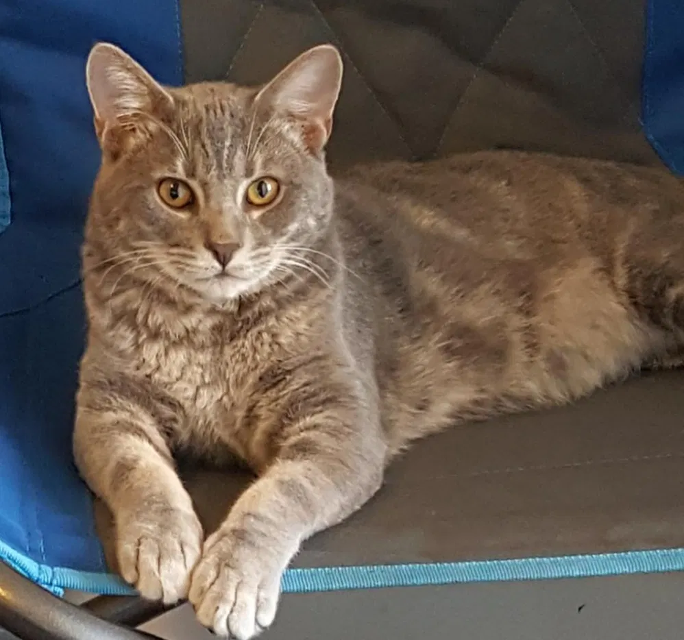 Lost cat in Saint Peters, MO, 63376