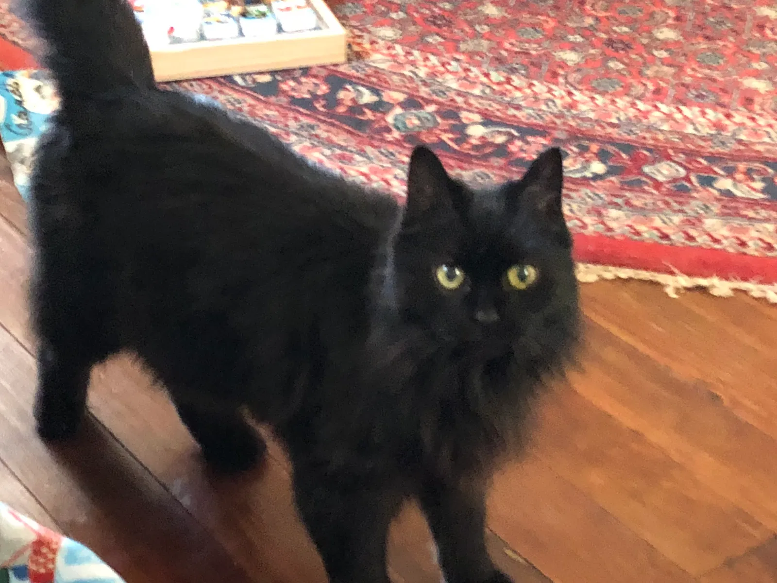 Lost cat in New Palestine, IN, 46163