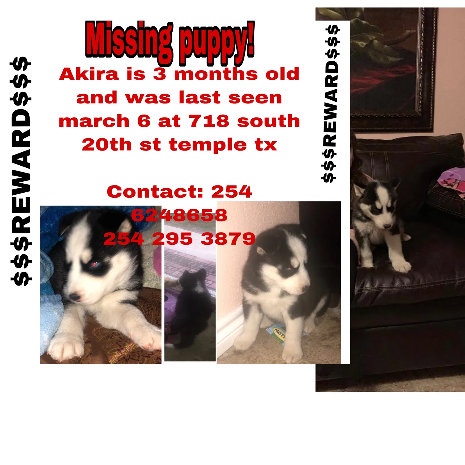Lost dog in Temple, TX, 76504