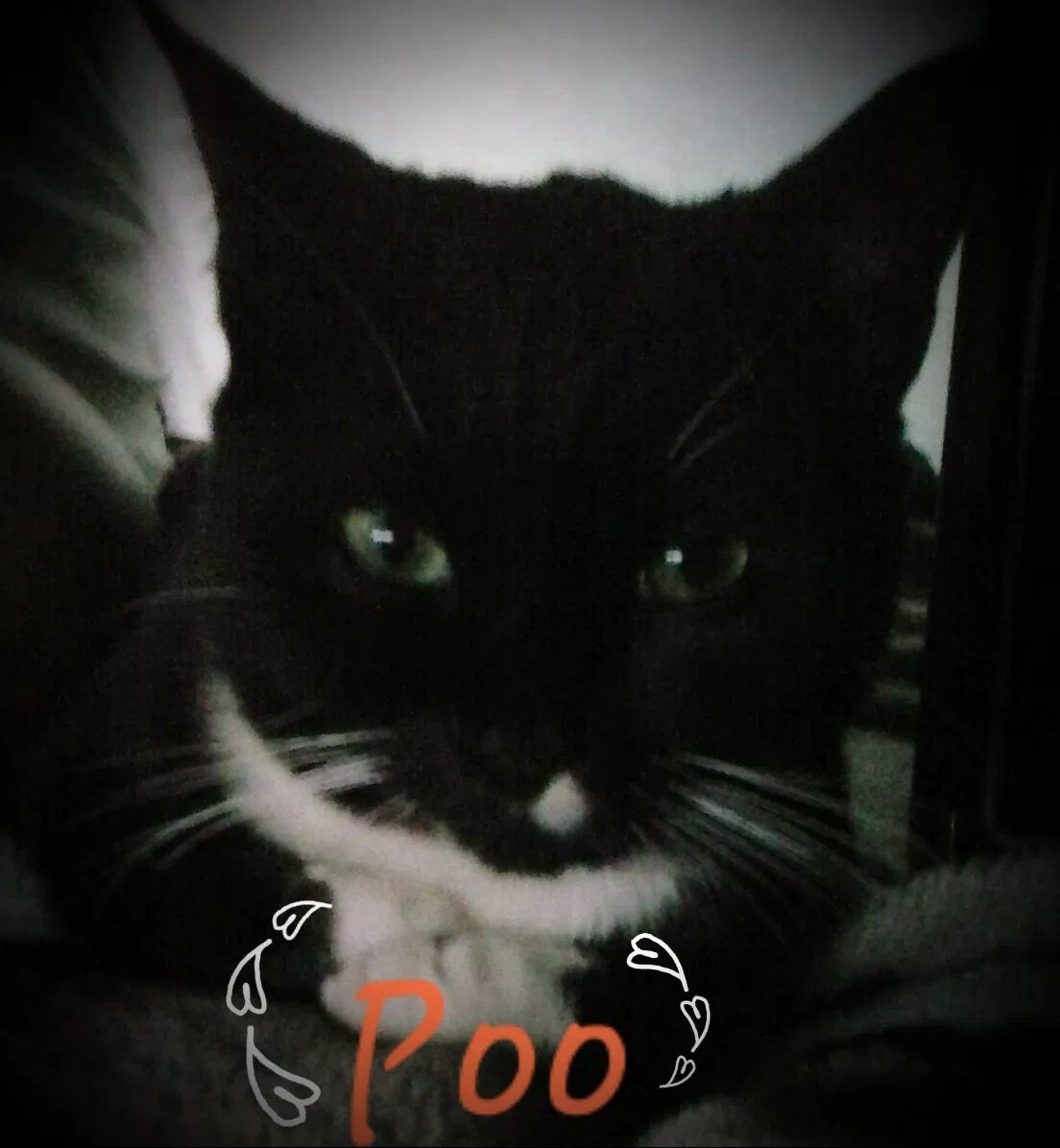 Lost cat in Whitwell, TN, 37397