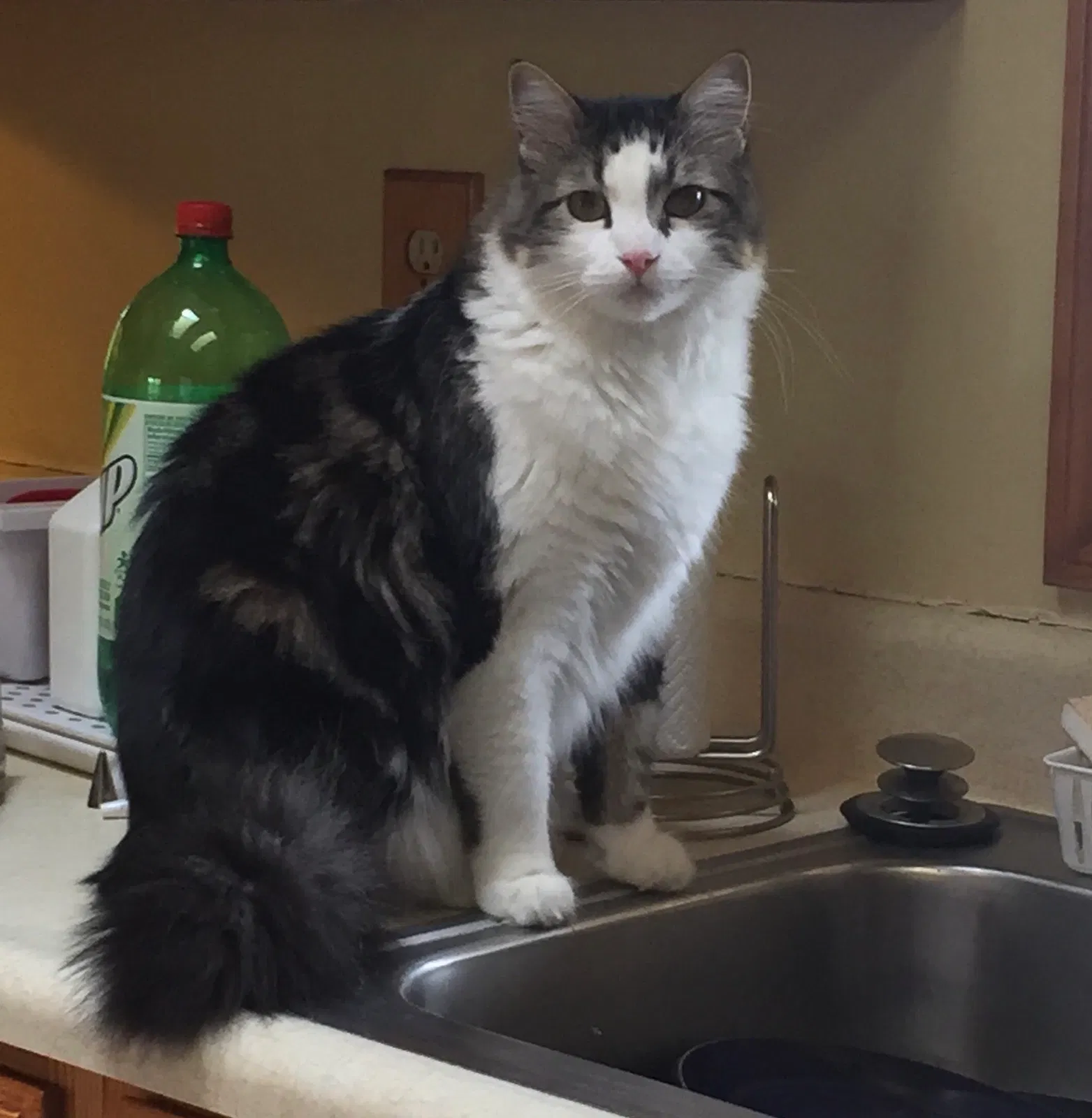 Lost cat in Lawrence, KS, 66046