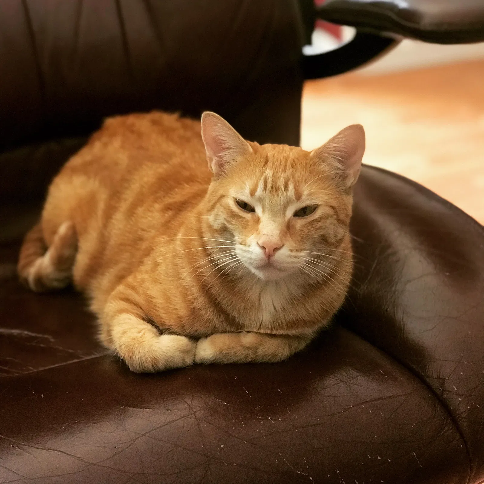 Lost cat in Canby, OR, 97013