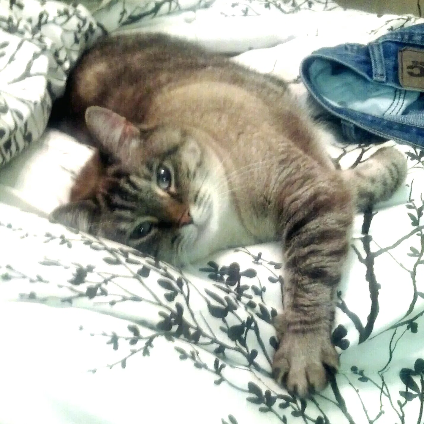 Lost cat in Harvest, AL, 35749