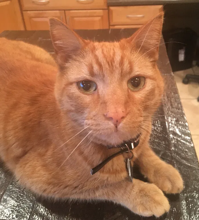 Lost cat in Columbus, OH, 43235