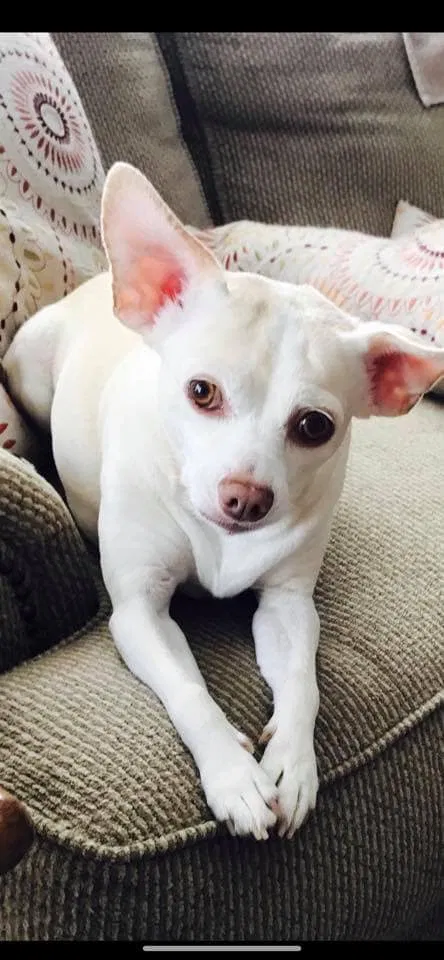 Lost dog in Republic, MO, 65738