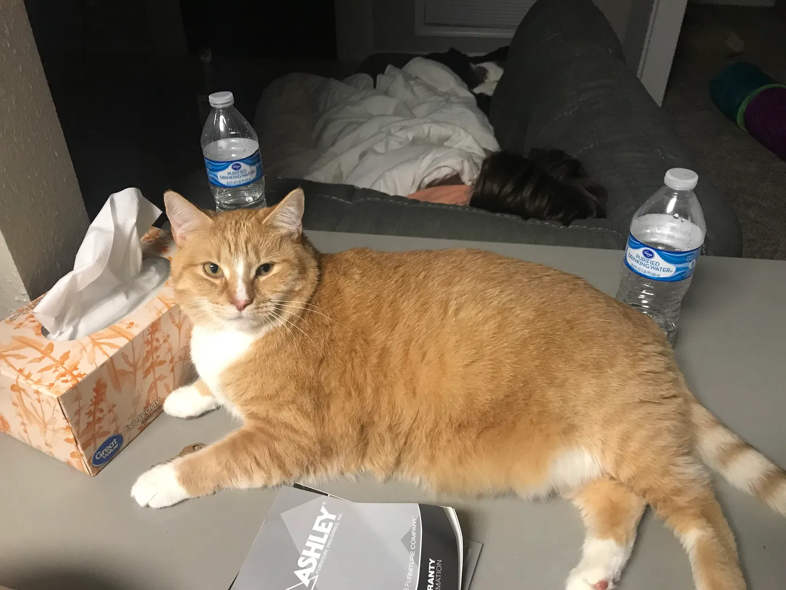 Lost cat in Duluth, GA, 30096