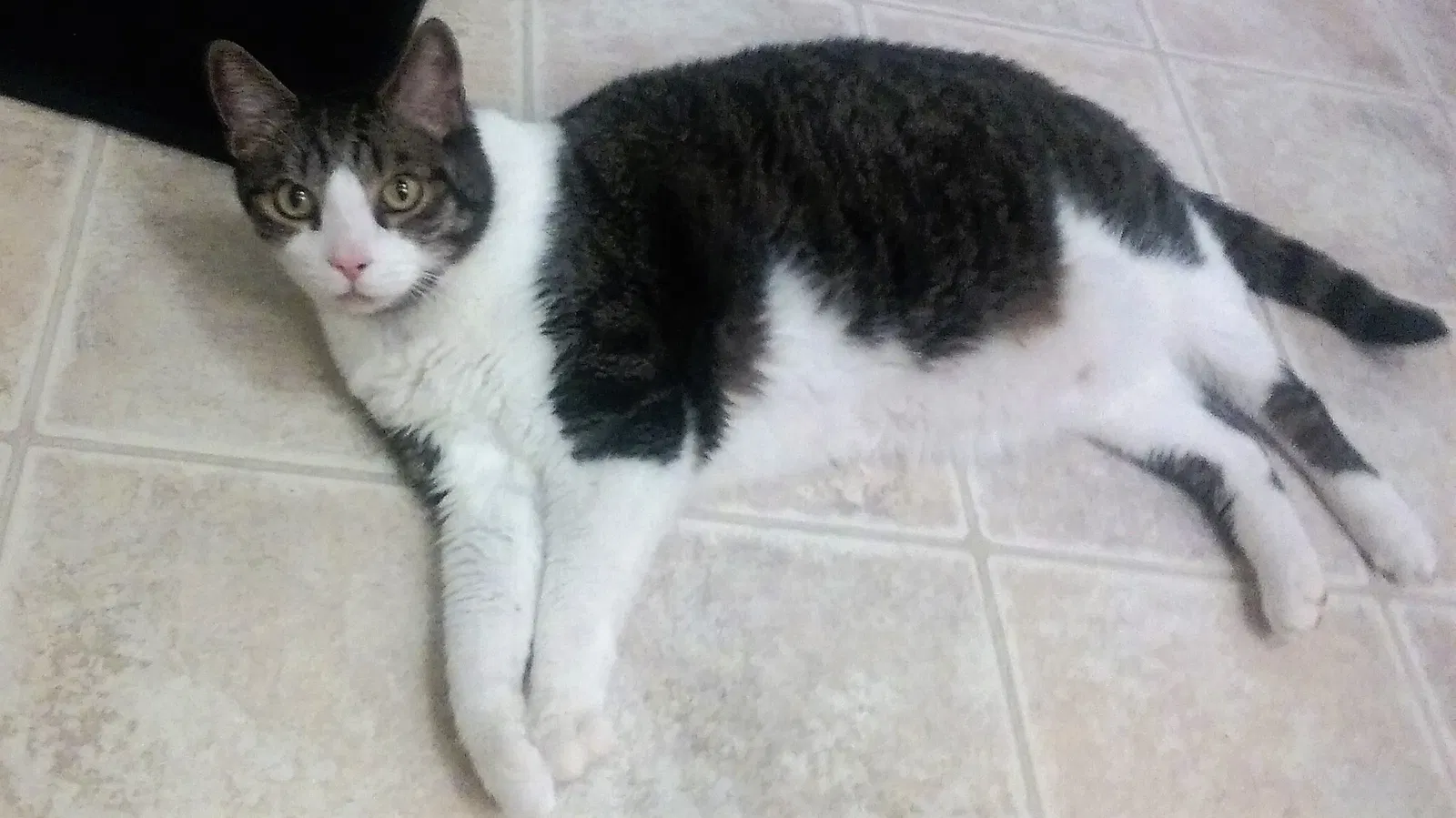 Lost cat in Lehi, UT, 84043