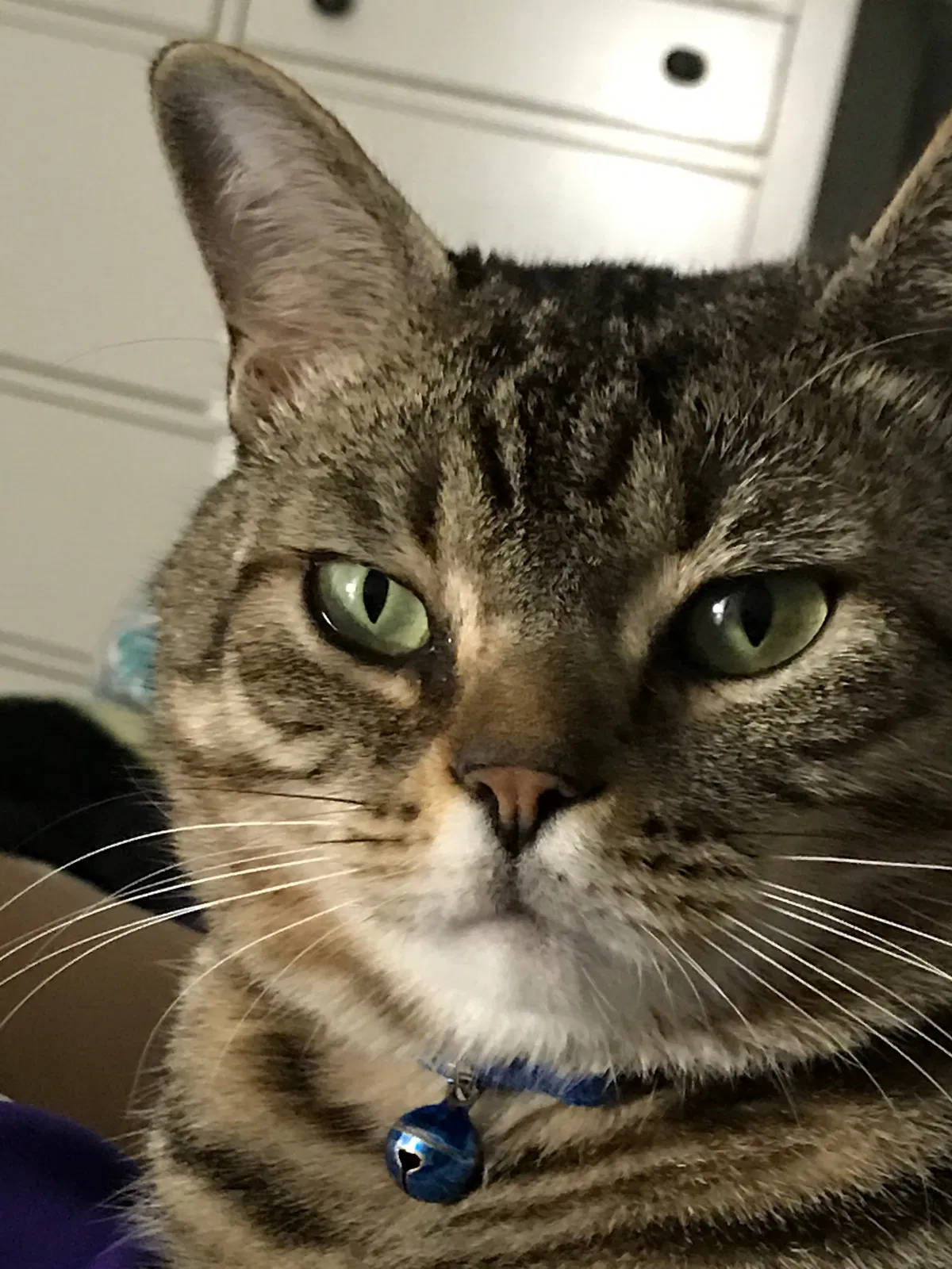 Lost cat in Savannah, GA, 31404