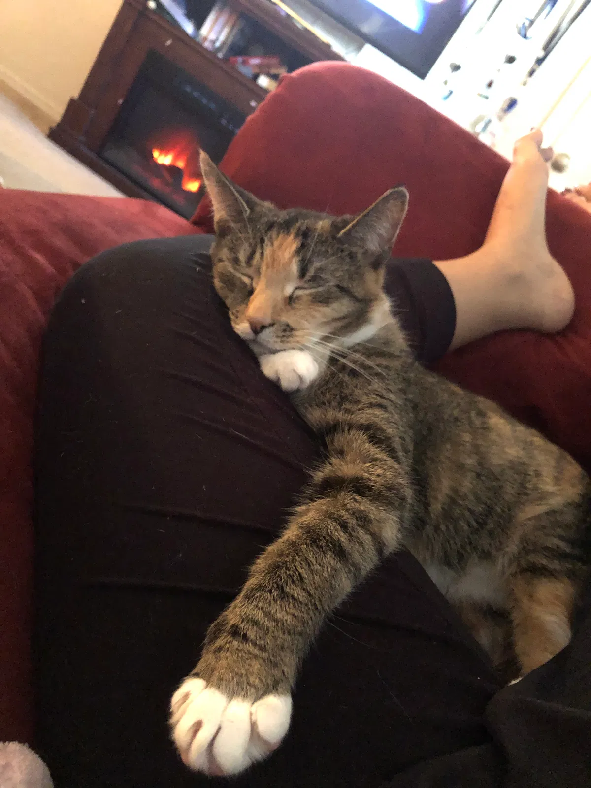 Lost cat in Jacksonville, NC, 28546