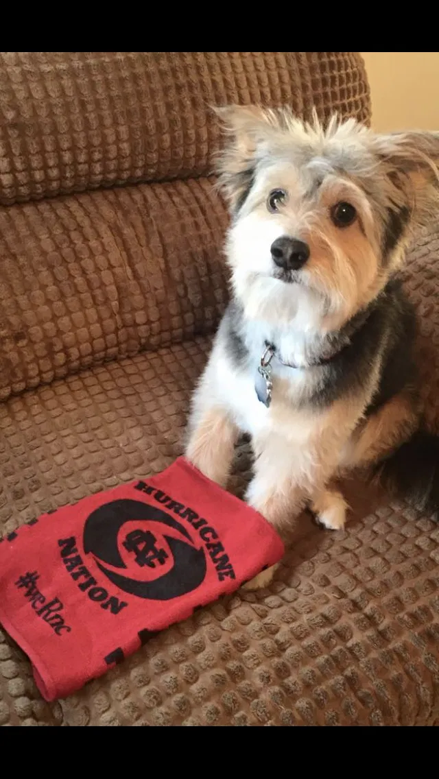 Lost dog in New Castle, PA, 16105