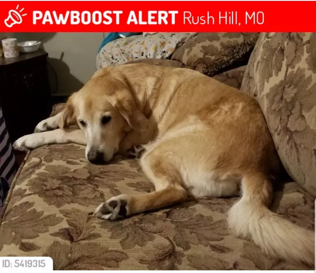 Lost dog in Rush Hill, MO, 65280