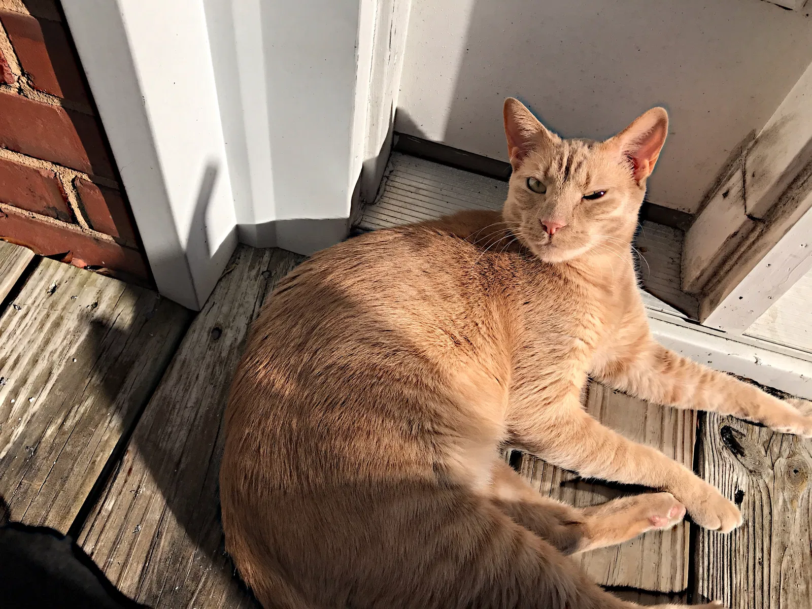 Lost cat in Fort Bragg, NC, 28307