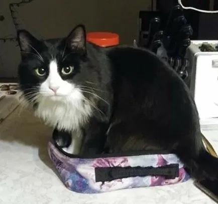 Lost cat in Kansas City, KS, 66109