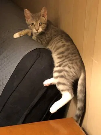 Lost cat in Dover, PA, 17315
