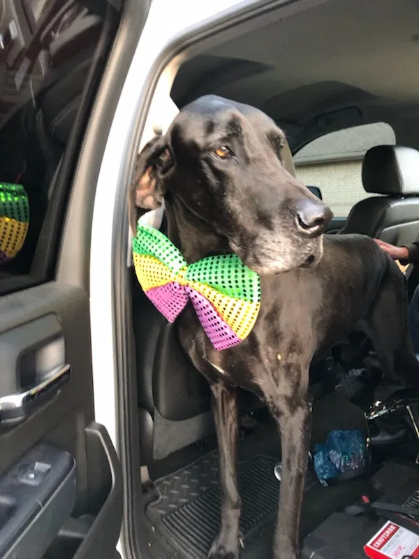 Lost dog in Abilene, TX, 79606