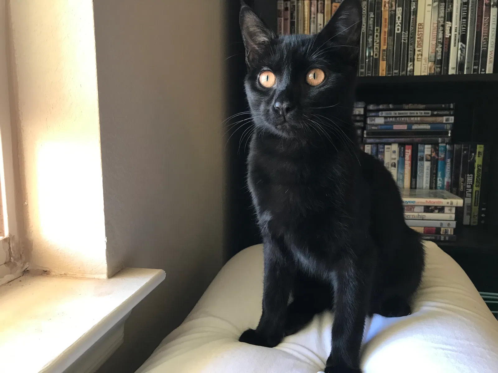 Found cat in Lubbock, TX, 79416