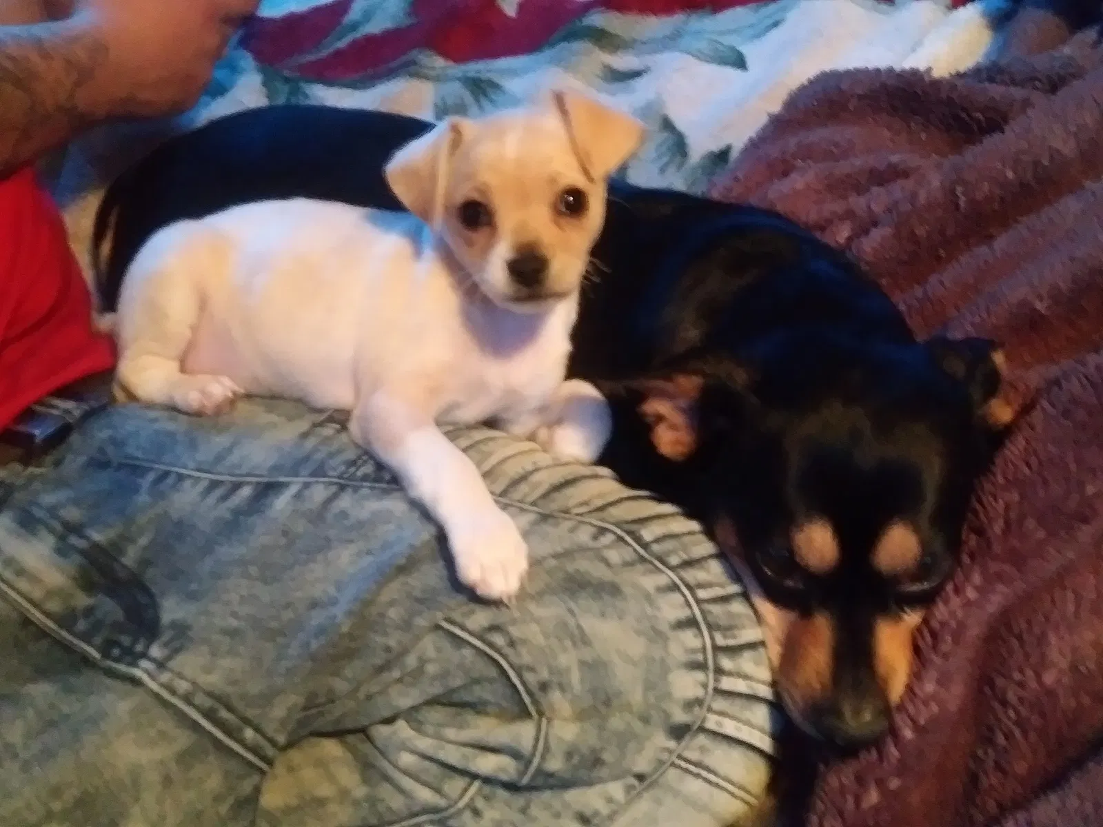Lost dog in Fort Collins, CO, 80525