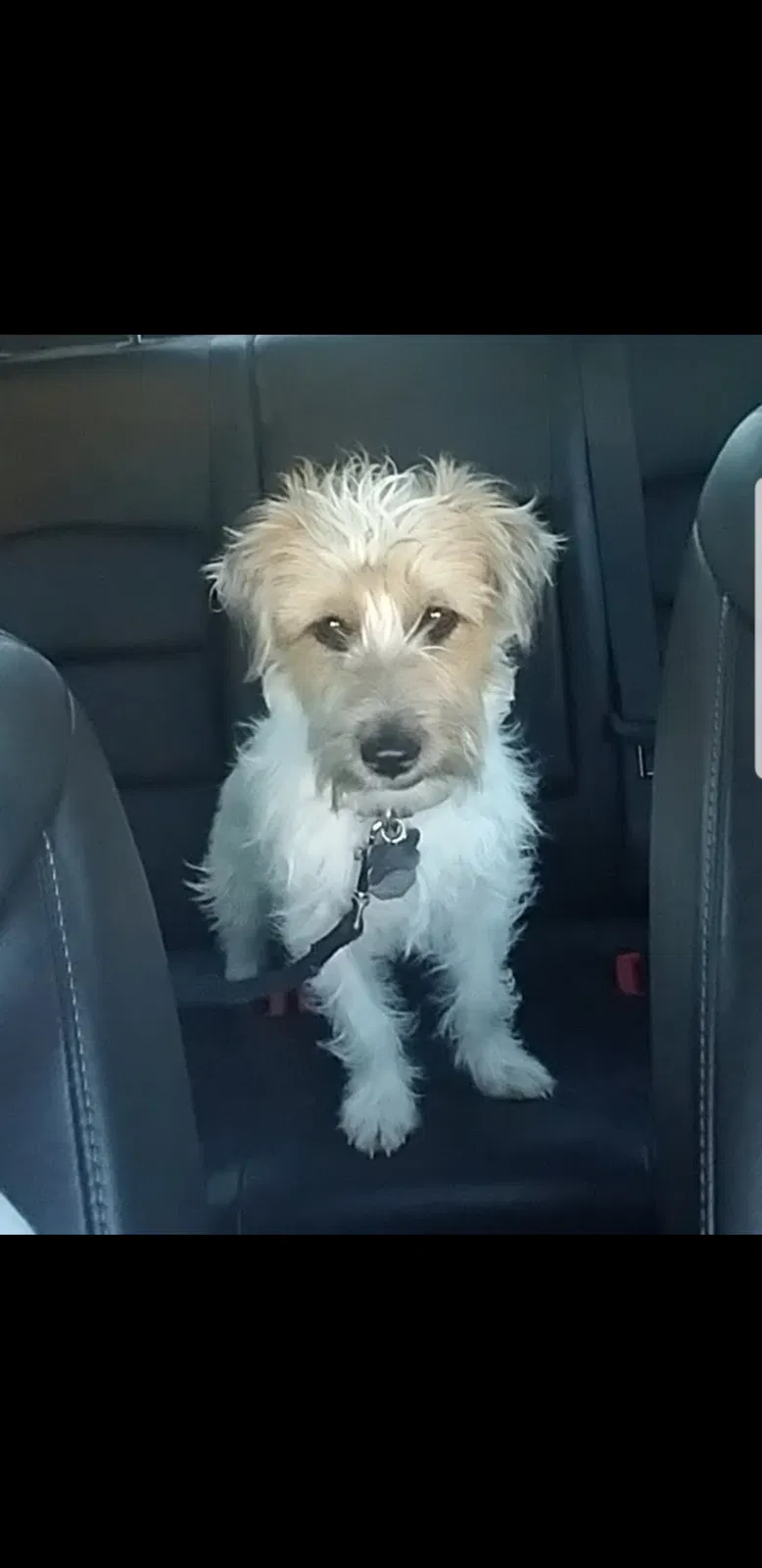 Lost dog in Temple, TX, 76504