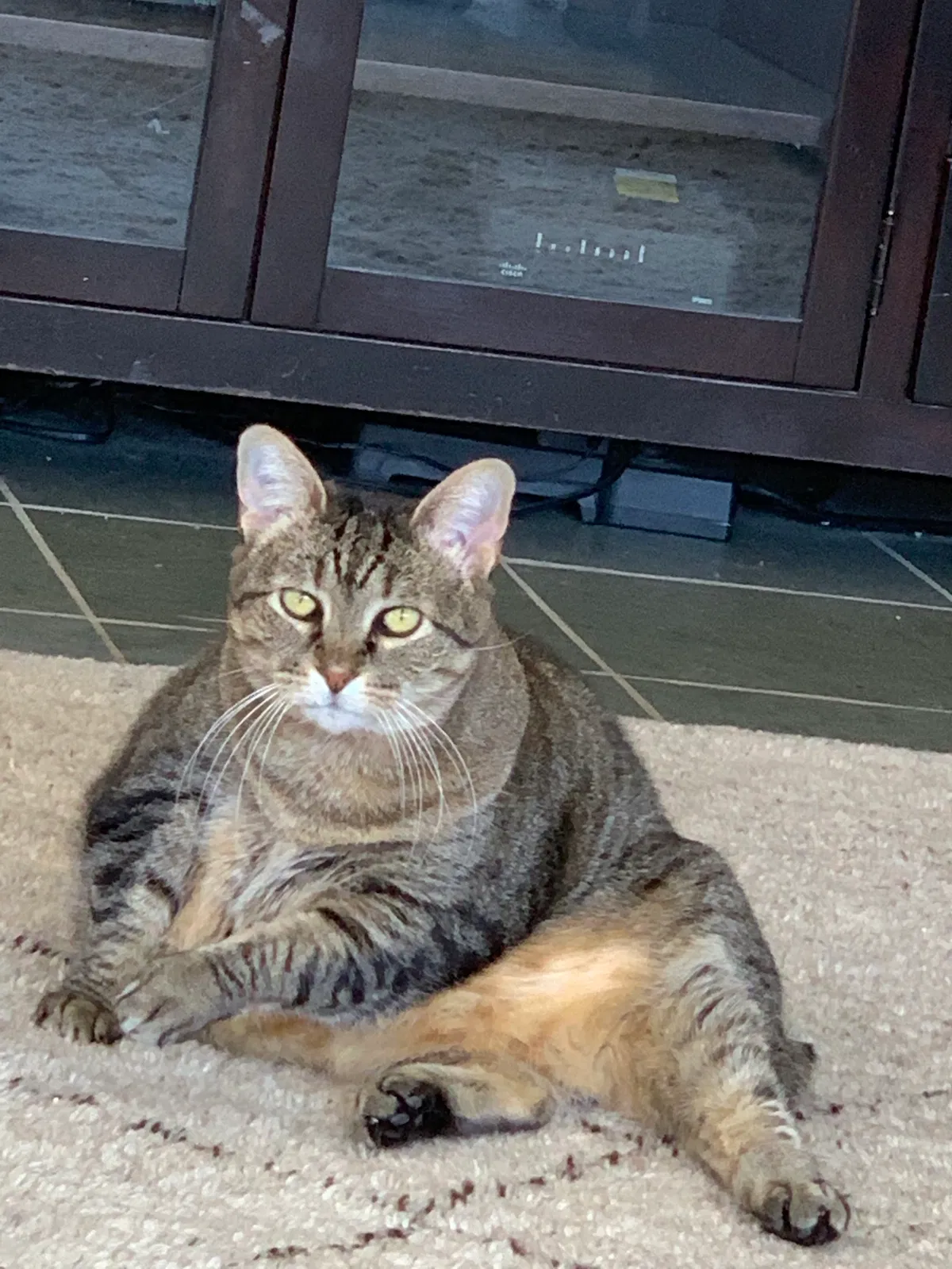 Lost cat in Oklahoma City, OK, 73120