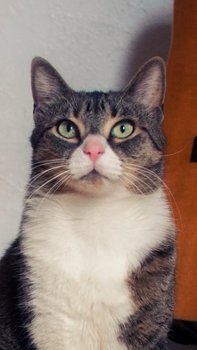 Lost cat in Ridgewood, NY, 11385