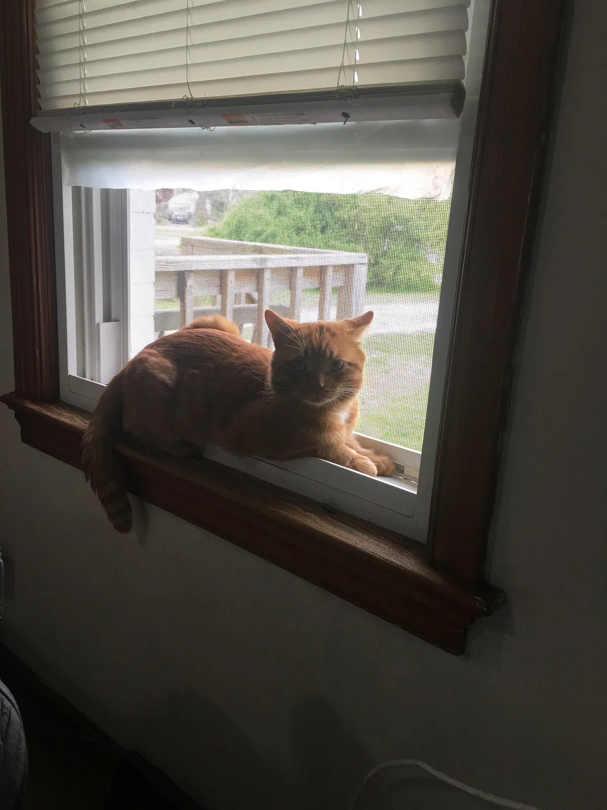Lost cat in Hampton, VA, 23666