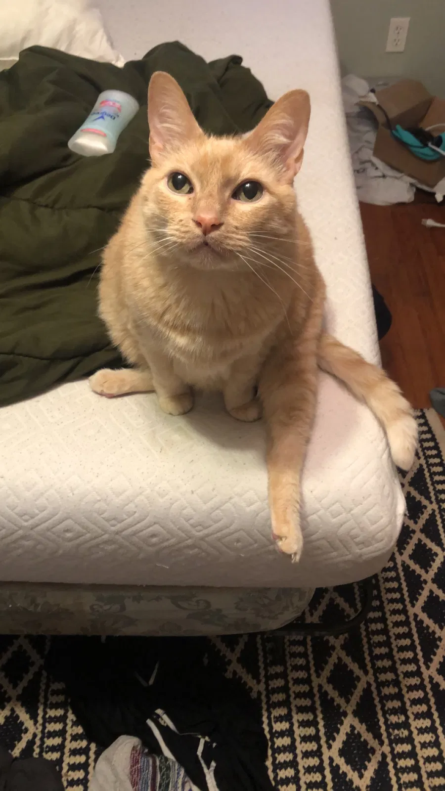 Lost cat in Mobile, AL, 36693