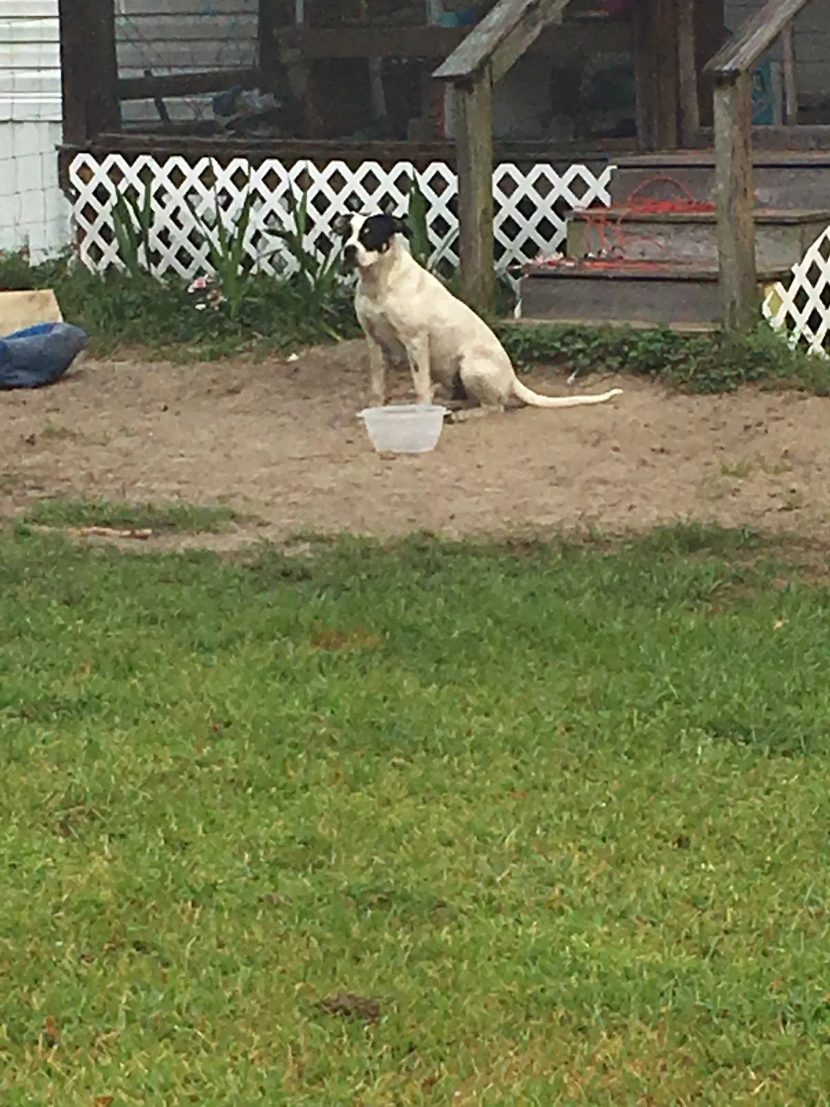 Found Dog