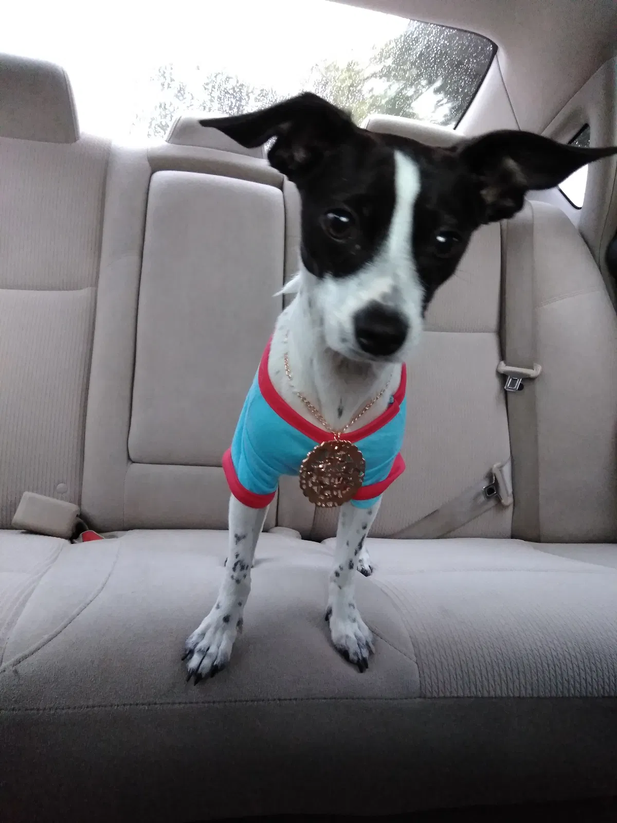 Lost dog in Odessa, TX, 79763