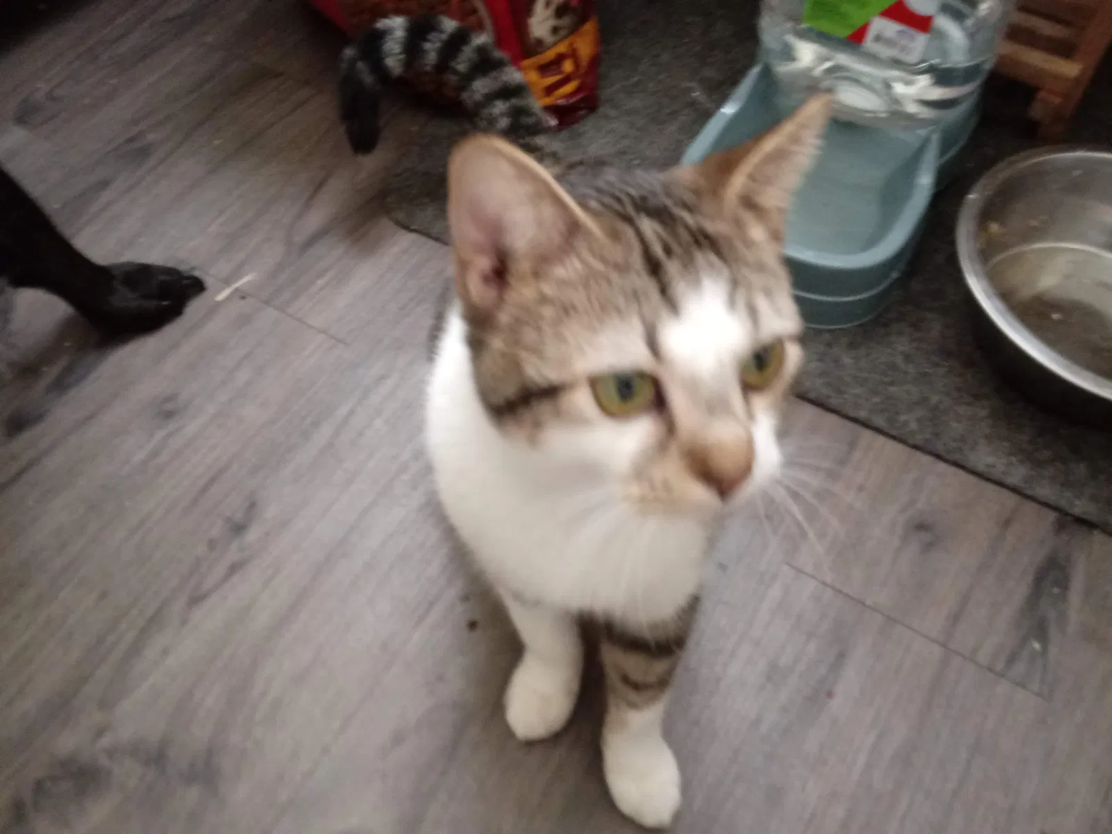 Lost cat in Corpus Christi, TX, 78411