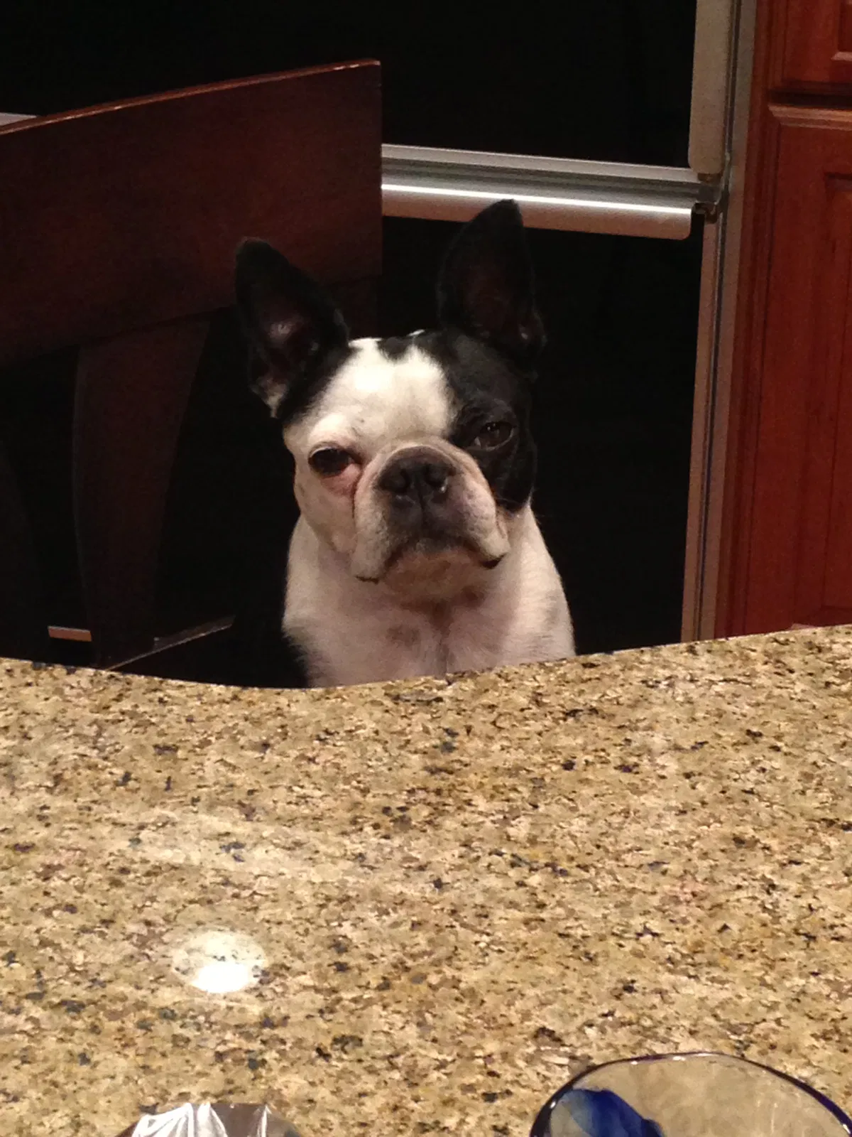 Lost dog in Rochester, MI, 48306