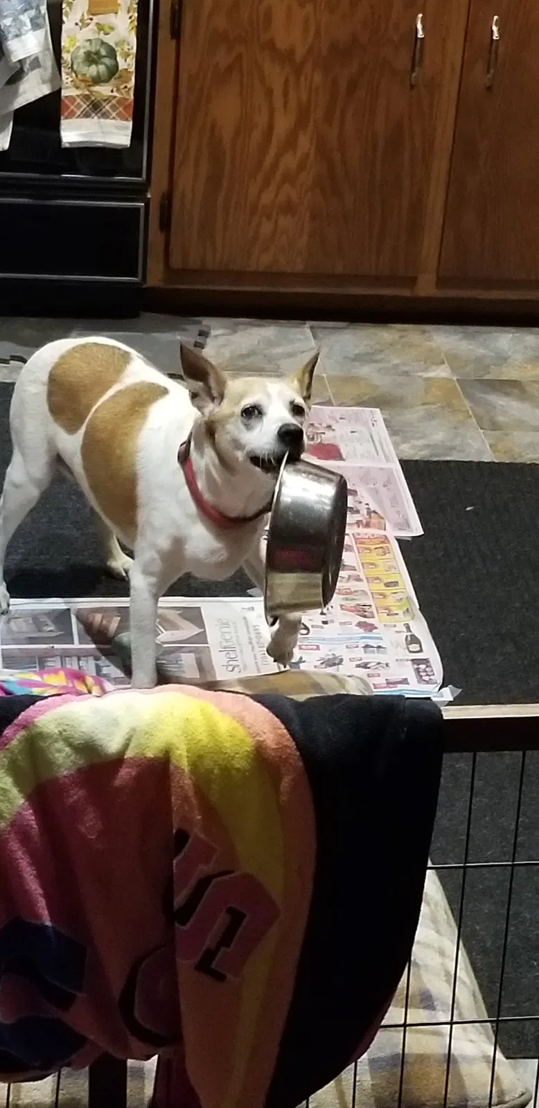 Lost dog in Advance, NC, 27006