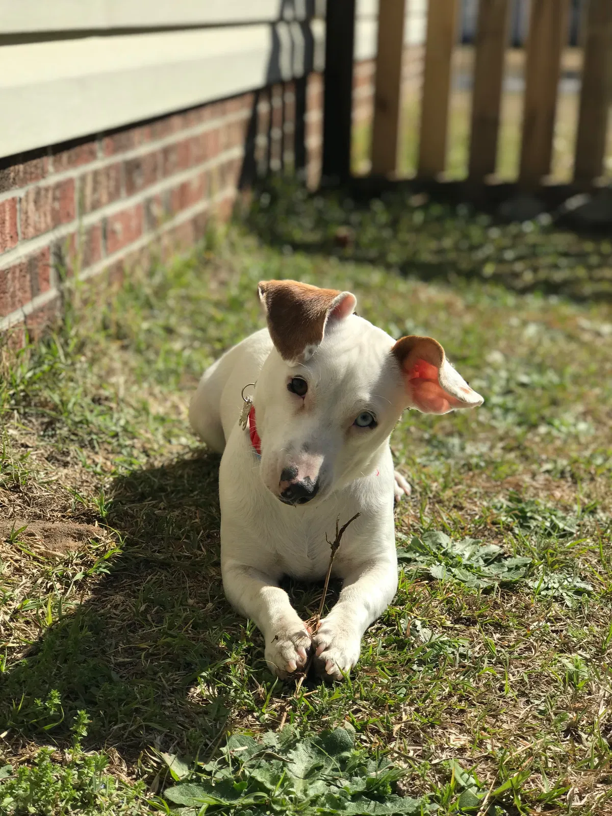 Lost dog in Raeford, NC, 28376