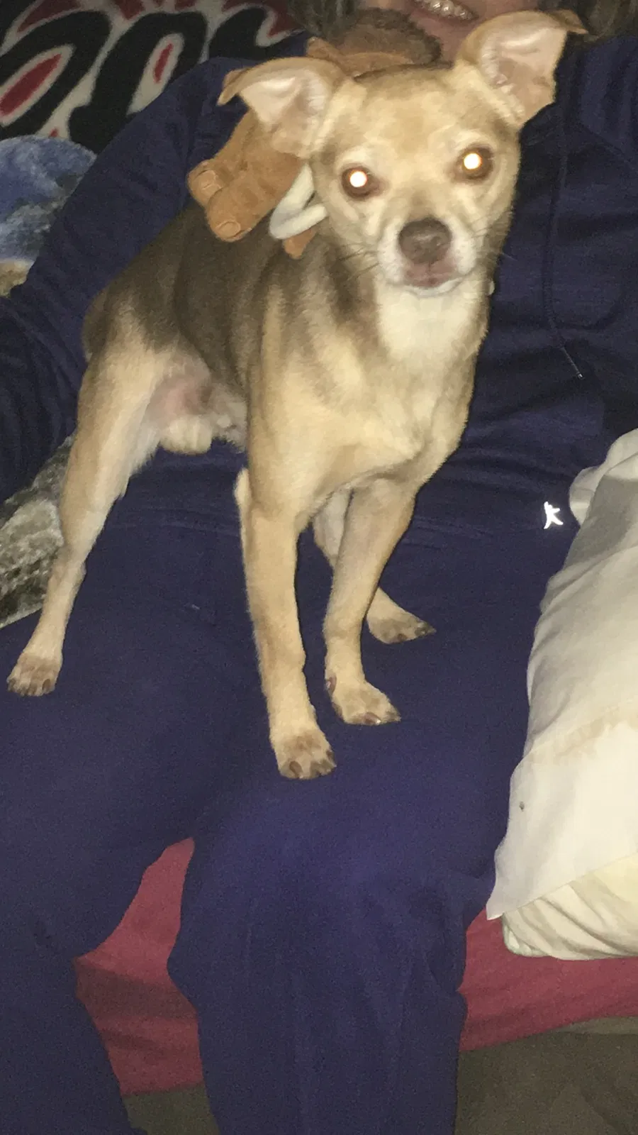 Lost dog in Benton, AR, 72019