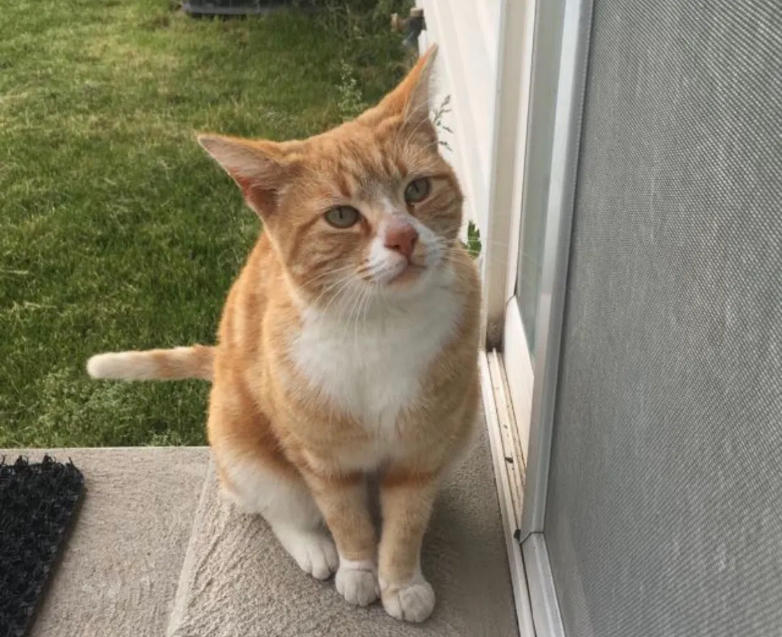 Lost cat in Logan, UT, 84321