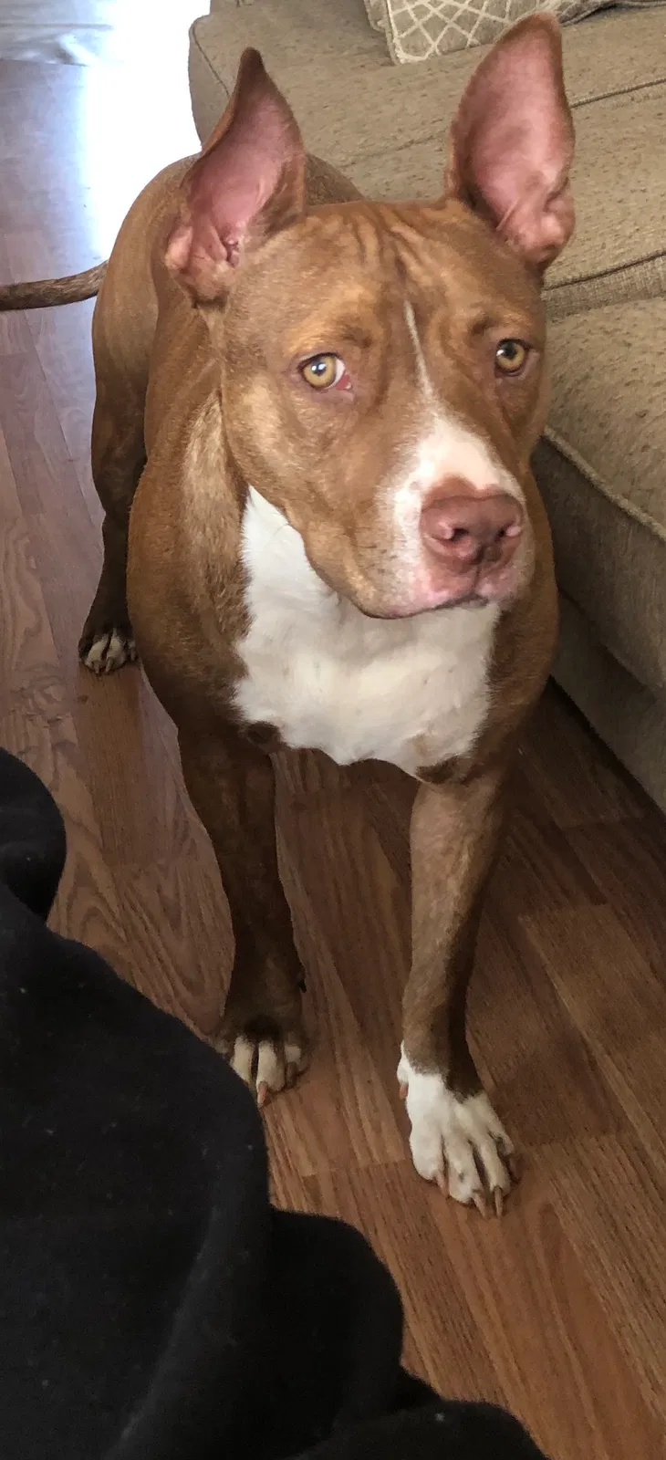 Lost dog in Columbus, NC, 28722