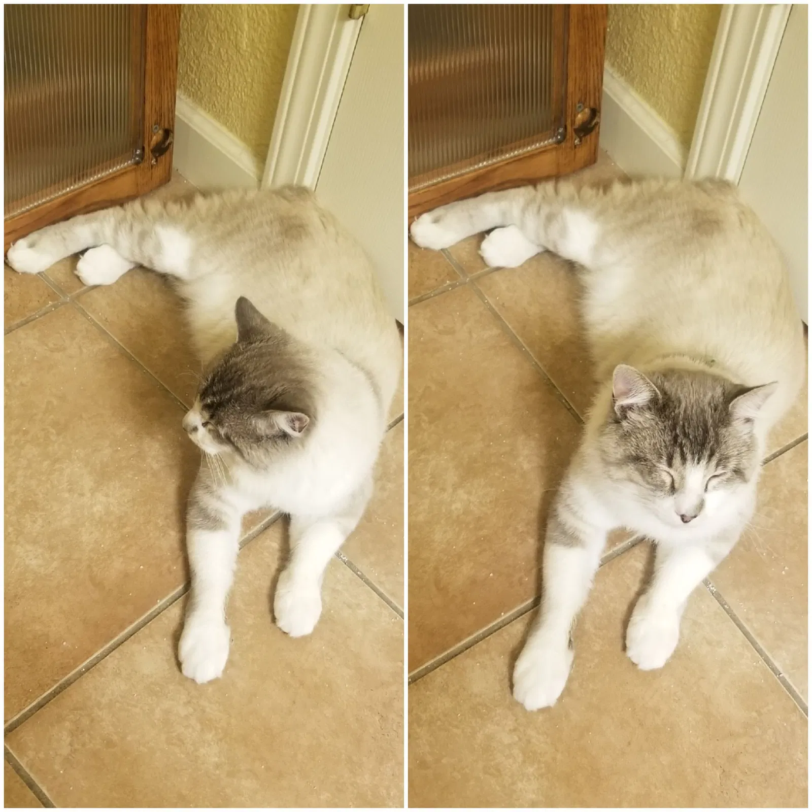 Lost cat in Merced, CA, 95340