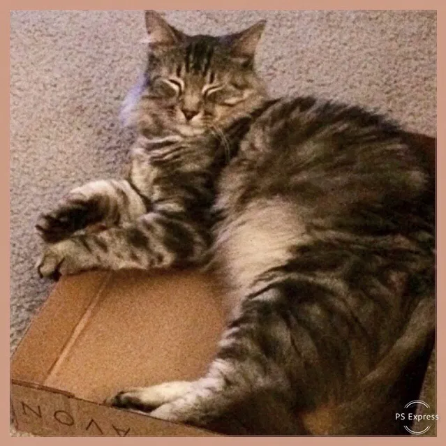 Lost cat in Live Oak, CA, 95953