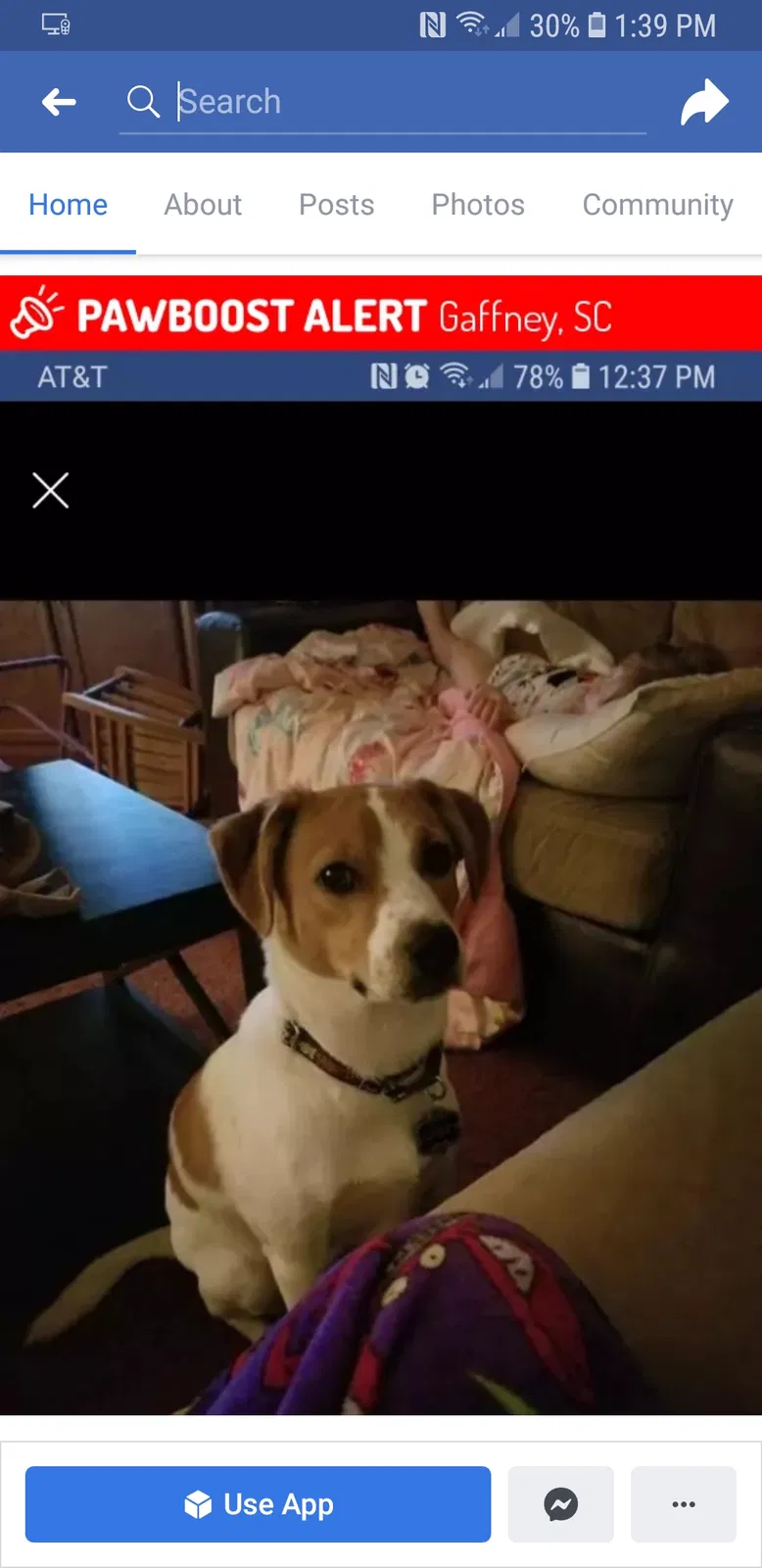 Lost dog in Gaffney, SC, 29341