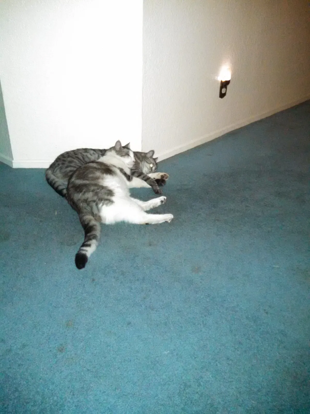 Lost cat in Stanton, CA, 90680