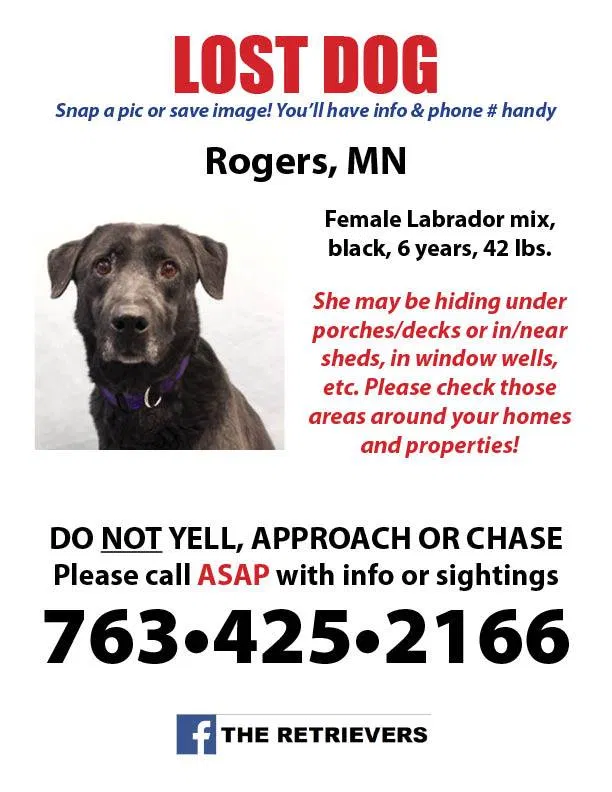 Lost dog in Rogers, MN, 55374