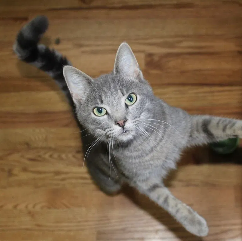 Lost cat in Richmond, VA, 23235