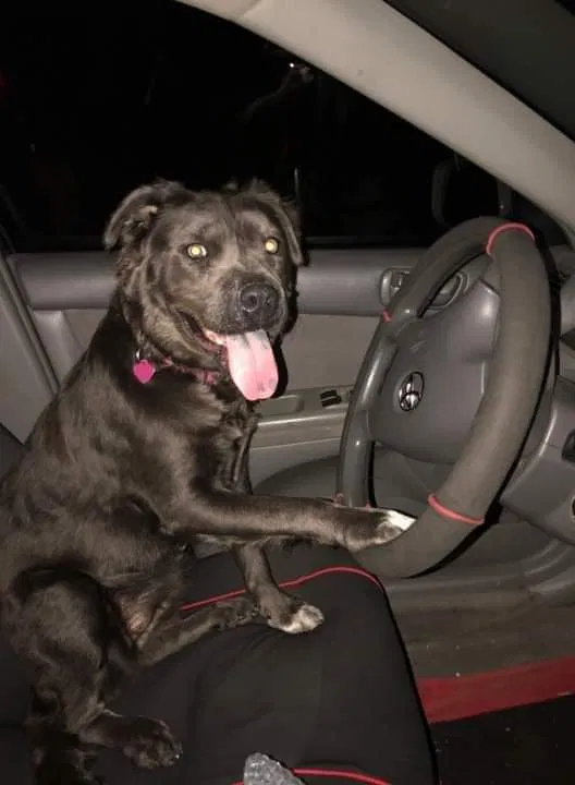 Lost dog in Glendale, AZ, 85304