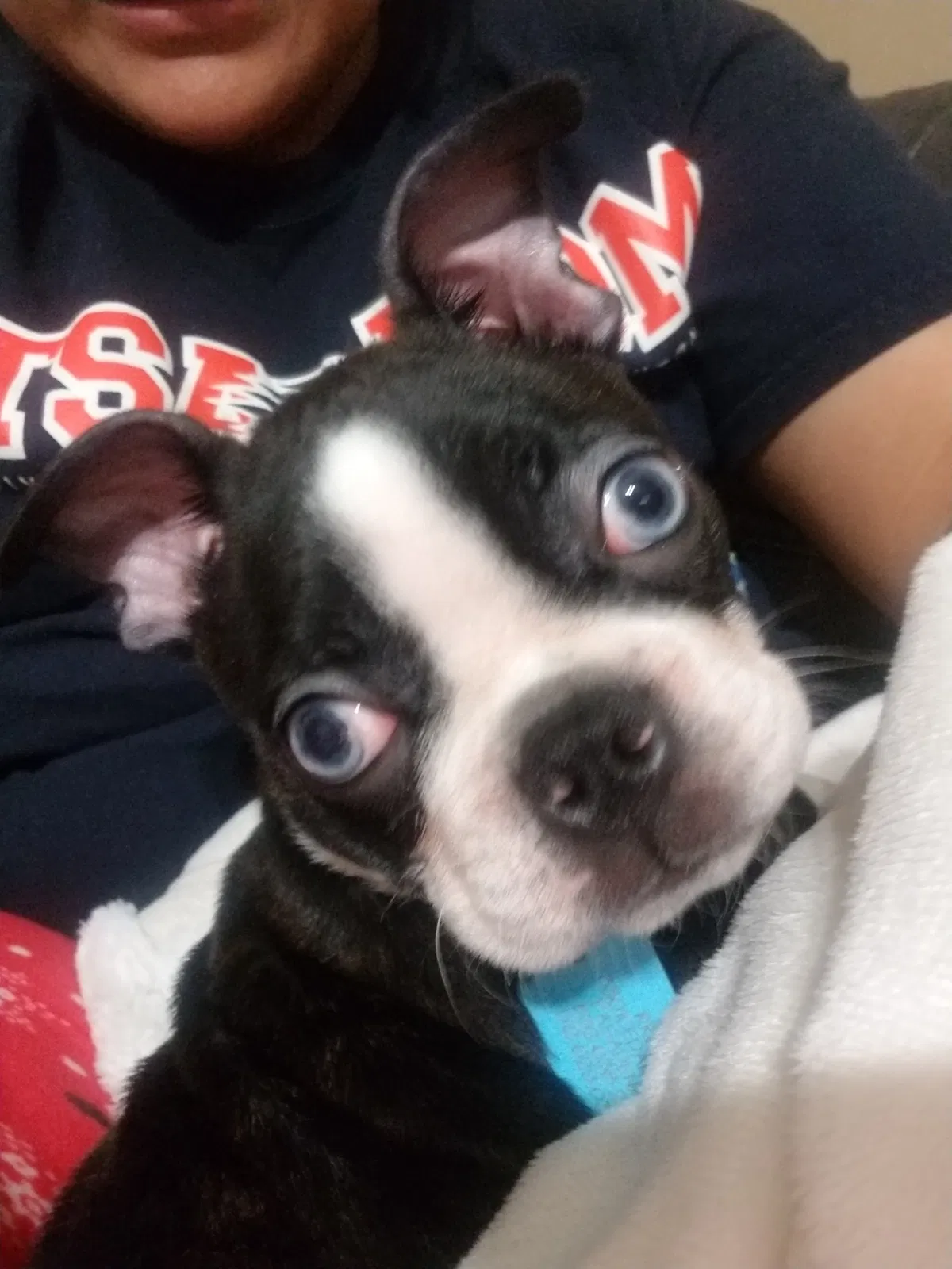 Lost dog in Pasadena, TX, 77502