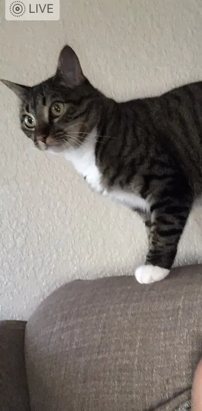 Lost cat in El Paso, TX, 79938