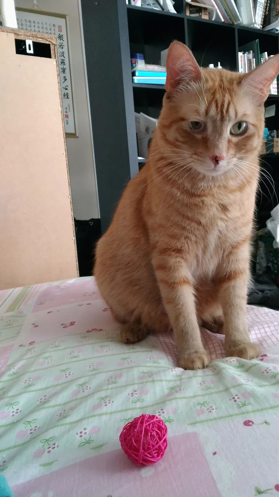 Lost cat in Houston, TX, 77054